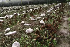 羊肚菌撑起烟农增收“致富伞”图片