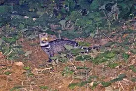 国家一级保护动物大灵猫首次在黑竹沟国家级自然保护区“出镜”图片