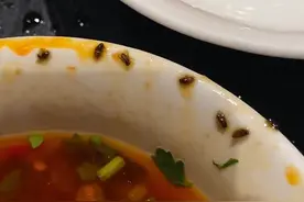 “恶心到了！”四川一火锅店吃出一堆虫子，商户：天热疏忽了图片
