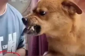 它的表情包你一定用过！宠物博主疑似虐狗，网友：怒了……图片