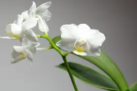 夜读丨君子如兰，佳友如你图片