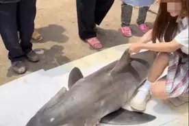 活体娃娃鱼、鳄鱼、眼镜蛇……网红烧烤大白鲨被爆后，电商平台上还有这些被发现图片