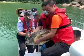 海龟康复，回归大海！珠海万山海洋综合执法人员联合多方救助成功图片