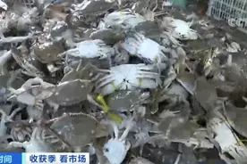 海鲜降价了！皮皮虾价格腰斩，螃蟹卖出“大白菜价”→图片