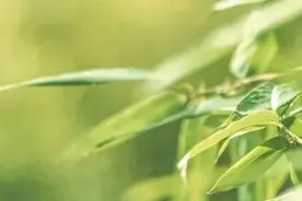 征稿启事 丨“喜迎二十大 建功新时代”庆祝凉山州建州70周年第五届全民手机摄影大展图片