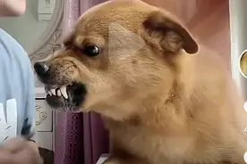 宠物博主疑似虐狗，网友怒了！它的表情包你一定用过图片