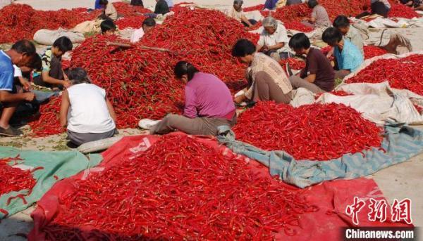 辣椒主要产地在哪里（种植面积8万亩中国辣椒之乡河北鸡泽辣椒迎来采摘季）