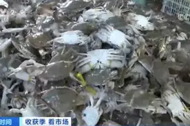 海鲜降价了！皮皮虾价格腰斩，螃蟹卖出“大白菜价”图片