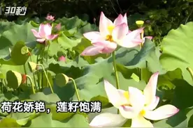 30秒 | 四川岳池：观赏荷花和采摘莲子正当时图片