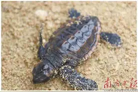 广东首次！惠东成功实现 人工繁殖红海龟图片