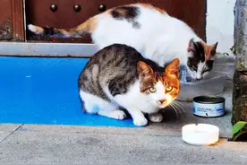 天境昆嵛山下抓拍到的猫咪和狗狗，好可爱图片