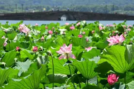《足迹》里的故事丨习近平与西湖的二三事图片