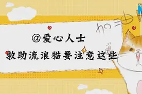 国际猫咪日丨@爱心人士 救助流浪猫要注意这些图片