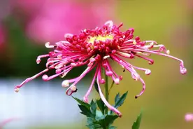 青未了 | kiss the rain专栏：秋来依旧菊花香图片