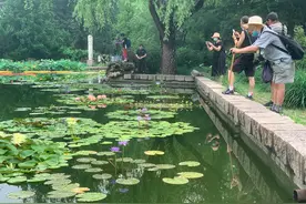 国家植物园南园各色睡莲竞相绽放，周末吸引市民打卡观赏图片