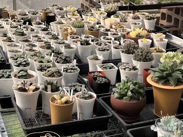 万花镜游戏攻略（上海一盆市价10万的多肉被偷）
