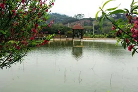 广西浦北：“一棵番石榴”结出多种乡村振兴“果实”图片