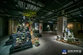 块根植物成年轻人潮流，“怪”展「块根纪」LA VIE开幕图片