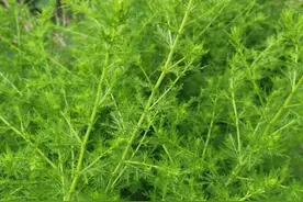 一种苦草成为“致富草”，让上海最远郊的这个“穷村”蜕变图片