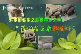 大象回老家之后过得怎么样？“我们在云南都挺好”图片
