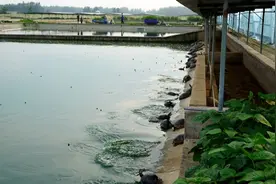 宿迁泗阳：特色养殖闯新路带民富图片