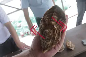 岚山三倍体牡蛎养殖面积突破7万亩图片
