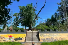 大兴两处古树公园即将开放！一起来感受城市“活文物”图片