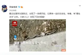 北京望京东路出现银环蛇 警方：发现请及时报警图片