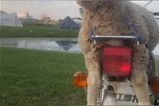 太可爱了！小羊羔“走错片场”，主人竟这样带它回家图片