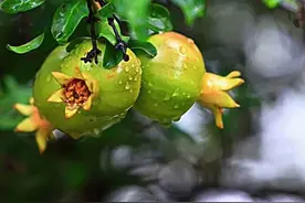 好雨知时节图片