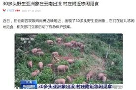 云南7000亩“大象食堂”开张了，大象们悠哉逛吃，农户可获补贴图片