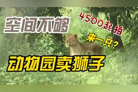 空间不足 巴基斯坦动物园将拍卖狮子图片