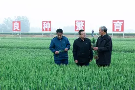 “找到那一粒最耐渴的高产麦种”——河北培育推广节水小麦调查图片