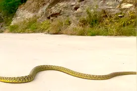 北京常见的本土蛇有十多种 见到这种蛇要尽量远离图片