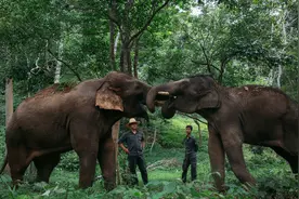 云南“大象食堂”开张，让“人象关系”更和谐｜新京报快评图片