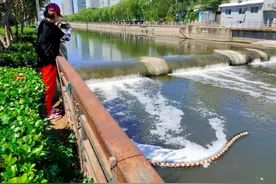 通惠河里为何出现长串“毛刺球”？专治雨后白色泡沫图片