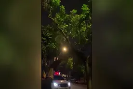 女子德宏街头偶遇国家一级保护动物蜂猴，已送至动物救助中心图片