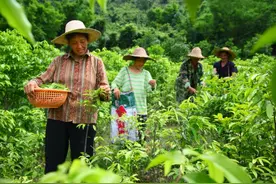 广东首批林业特色产业基地公布，涵盖油茶、竹、中药材等图片