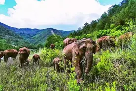 大象之路：与荒原、山川、人类的相遇图片