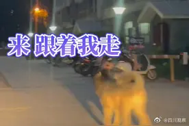 狗子头一歪就知道车停哪图片