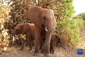 世界大象日——关注非洲象图片