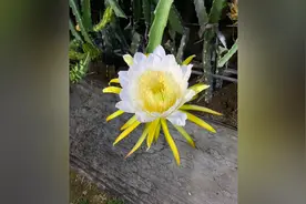 火龙果花开“昙花一现”，被惊艳到了图片