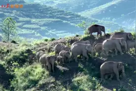 这里有场“象”往的丛林舞会图片