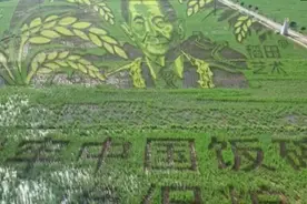 长沙一村庄用水稻种出袁隆平画像，回应：纪念袁老贡献，最佳观赏期是9月图片