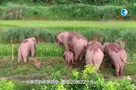 全球连线｜中国野生亚洲象迎来“婴儿潮”图片