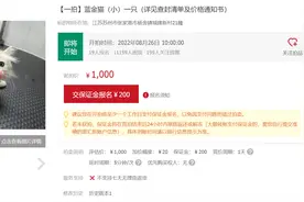 江苏两家法院上架开拍宠物猫 最低500元起拍图片