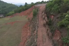 这些数据让你更了解亚洲象图片