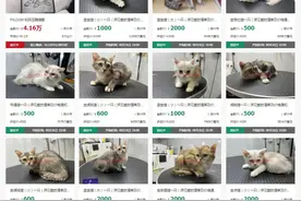 苏州俩法院同一天拍卖18只宠物猫：已有多人报名，同时有人预约现场看猫图片