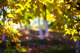 秋风渐起，暑热未消，正是吃莲子的好时候图片