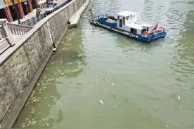 苏州河频现大量死鱼，都是不科学放生惹的祸图片